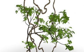 树藤根蔓/藤本景观植物C4D模型 Kifuji Ne 3D model