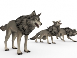 大灰狼C4D游戏角色模型（绑定+动画）wolf 3d model