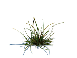 草地绿草植物杂草模型下载simple grass v1