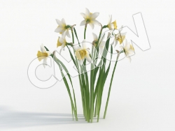 C4D多株水仙花模型 Narcissus_I