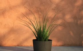 一盆花草C4D模型 景观花草 BUSH/PLANT, 3D MODEL