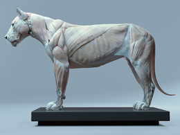 狮子肌肉解剖3D模型 Cubebrush – Lion Anatomy