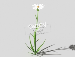 白色野菊花花卉植物C4D模型 common-flower-b4 3d model