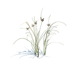 海滨三棱草植物杂草模型下载Bolboschoenus maritimus v2