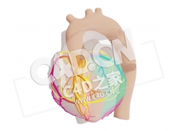C4D心脏向量范心房激活模型 Vector van Atriale Activatie