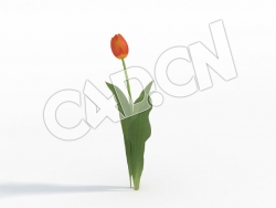 C4D单株桔黄色郁金香模型 Tulipa_C