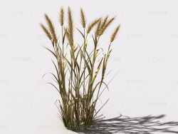 小麦植物C4D模型 wheat-c2