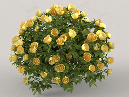 黄月季花卉C4D模型Roses - Yellow - 0.42 m