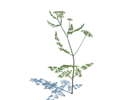 毒欧芹植物杂草模型下载Aethusa cynapium v1