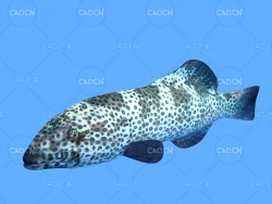 珊瑚石斑鱼C4D绑定动画模型 coralgrouper c4d model