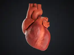 C4D心脏跳动动画模型工程 HEART BEAT FINAL