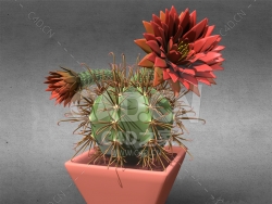 C4D开花的仙人球盆栽植物模型下载