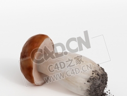 刚挖出来的新鲜松茸带土的蘑菇C4D模型 Tricholoma matsutake mushroom