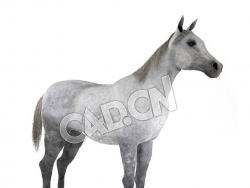 灰色马匹C4D模型 horse