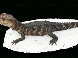 短吻鳄凯门鳄鱼3D扫描模型 alligator 3d model