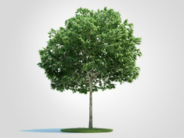 景观树 园林绿化树 花楸C4D模型 Sorbus 3d model