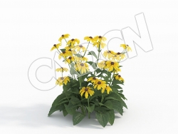C4D多株金光菊黑眼菊花卉模型 Rudbeckia_G