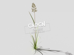 根际草常绿草根草植物C4D模型 bent-grass-b2 3d model