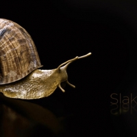 动物模型：蜗牛3D模型 Snail Model（C4D格式带贴图）