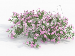 C4D粉色芝樱福禄考花卉模型 Phlox_G