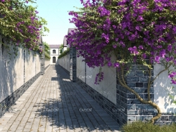 19种围墙攀爬藤类景观植物（爬墙虎 葡萄 三角花 杜鹃 金银花 蔷薇 常春藤）