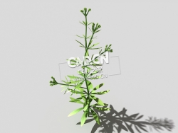 篷子菜猪殃殃砧草植物C4D模型 bedstraw-f 3d model