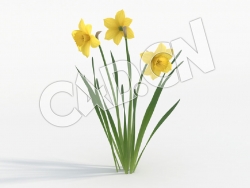 C4D三朵盛开的水仙花模型 Narcissus_E