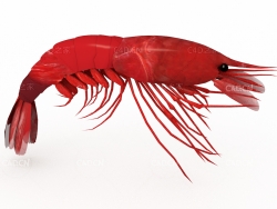 红红的小龙虾C4D模型Lobster 3D Model