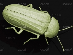 日本萤火虫 昆虫C4D模型 Japanese firefly
