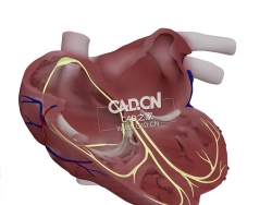 心脏传导系统C4D模型 Cardiac conduction system-2