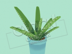 C4D低面卡通芦荟植物盆栽模型 LowpolyAloe