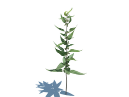 魔鬼叶异株荨麻植物杂草模型下载Urtica dioica v1