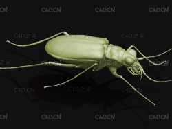 芽斑虎甲 昆虫甲虫C4D模型 Cicindela japonica