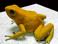 黄金蛙金色箭毒蛙金毒蛙青蛙C4D模型 poisondartfrog 3d model