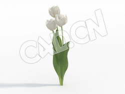 C4D白花郁金香花卉模型 Tulipa_I