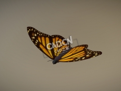 蝴蝶C4D模型下载 Butterfly-2