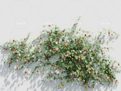 爬墙植物悬风铃花C4D模型 Abutilon megapotamicum