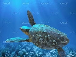 海龟绑定动画C4D模型 Sea turtle