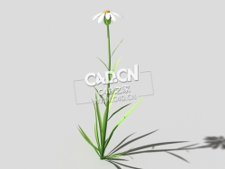 白色野菊花花卉植物C4D模型 common-flower-b3 3d model