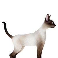 站立的东奇尼猫3D模型 Cats 3D models