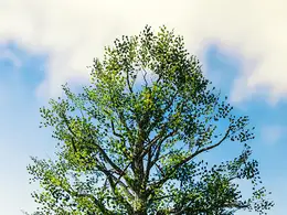 C4D实用工程第584季：荒野大树C4D工程 C4D Project[Cinema4D - Octane]