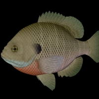 海洋鱼模型：蓝鳃鱼3D模型 BlueGill