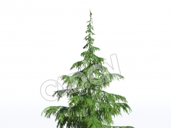 C4D雪松松树伞形雪松模型 Cedrus deodara 3d model