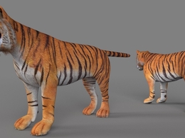 老虎C4D模型 Tiger 3d model