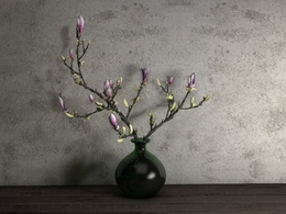 玉兰花室内装饰插花C4D模型 Magnolia