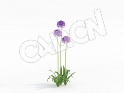 C4D三棵吉安花大花葱模型 Allium_H