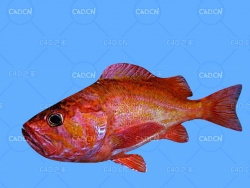 海洋鱼类红石鱼C4D动画模型 red rockfish c4d model