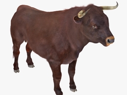 公牛C4D模型 Bull