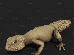 蜥蜴C4D模型 Lizard