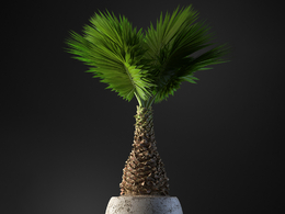 苏铁盆栽观叶绿植c4d模型下载